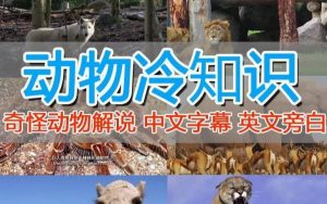 外面卖1699的国外纪录片解说（动物解说、美食、动画片）稳过中视频-一米创业记