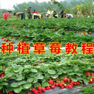 草莓种植技术全套视频教程大全科学培训方法经验大棚栽培教程资料-淘宝虚拟宝库