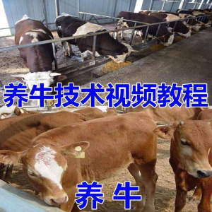 养牛养羊视频教程疾病防治挤奶牛场建设放牧饲养猪技术全套发育-淘宝虚拟宝库