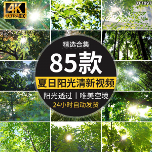 4K夏日阳光透过树叶森林空境升格大自然唯美清新绿叶实拍视频素材-淘宝虚拟宝库